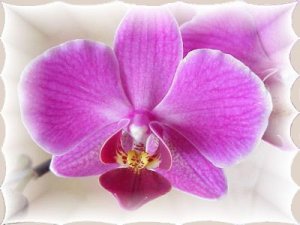 La communication non violente